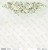 white-roses05.jpg