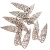 DPDN-208-2.webp